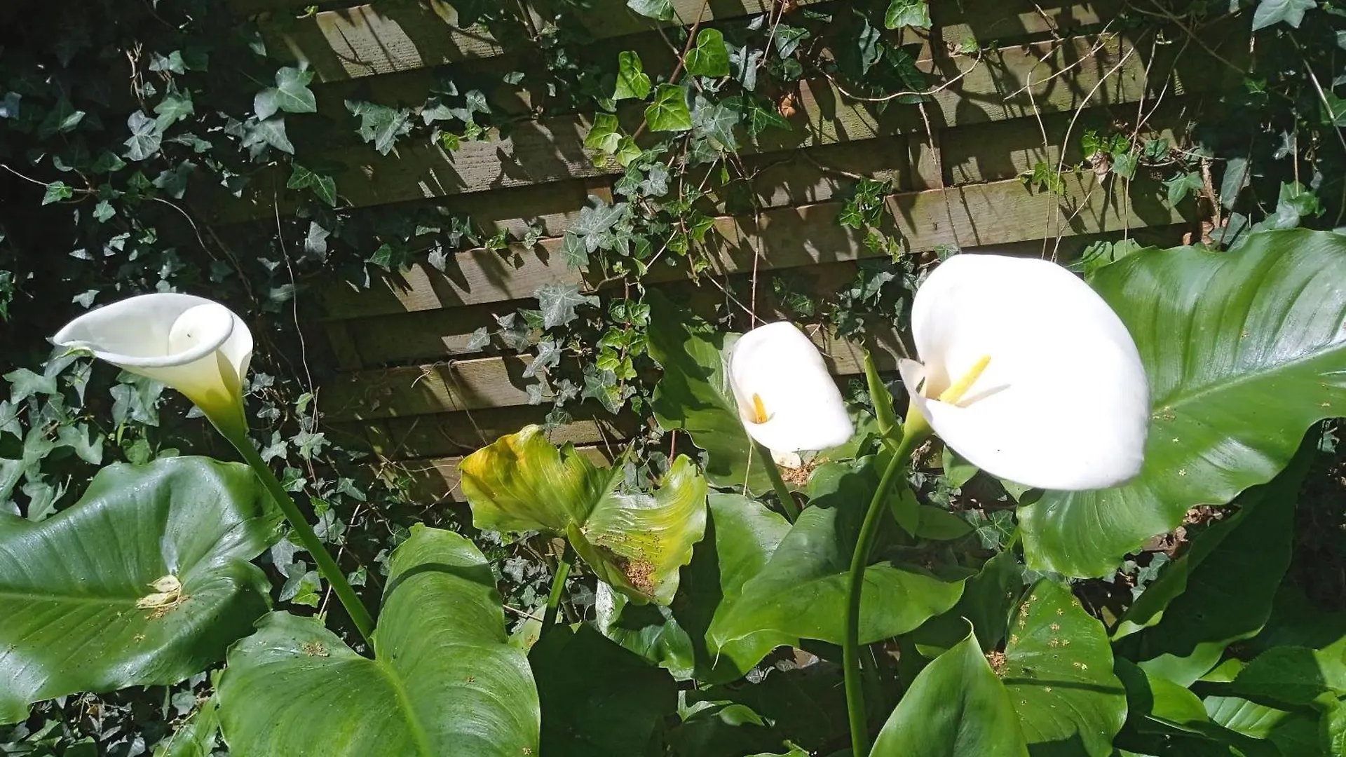 Joli Studio Avec Son Jardin Privatif location